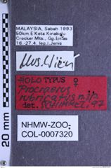 Etiketten zu Procraerus rubricatus (NHMW-ZOO-COL-0007320)